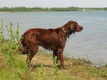 <b>The<i> American Water Spaniel</i></b>